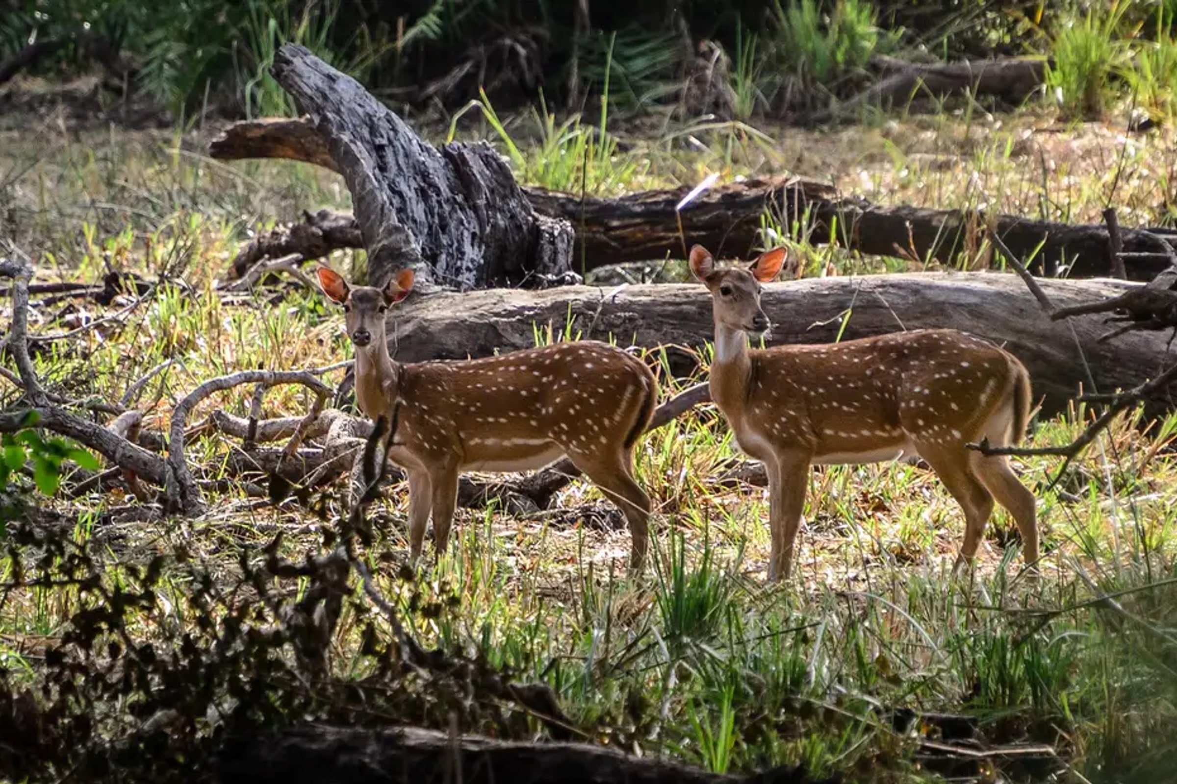 Yala National Park Safari Experience from Mirissa